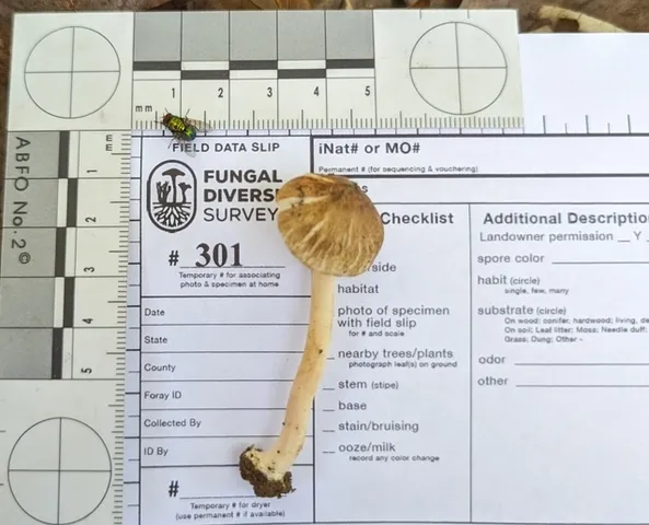 undefined (Inocybe sp-IN02)