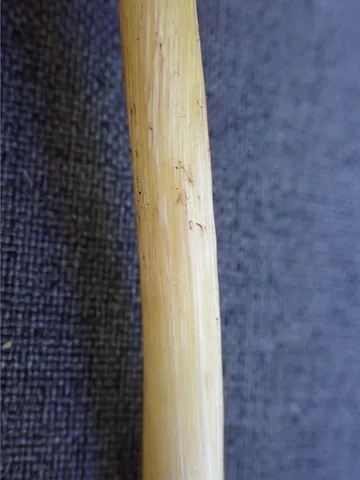 undefined (Mycena sp. 'IN6' (Mycena rutilantiformis))