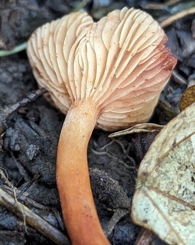 null (Lactarius subserifluus)