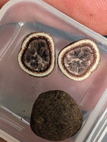 undefined (Elaphomyces sp.)