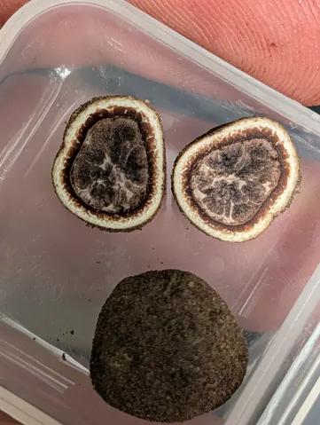 undefined (Elaphomyces spp.)