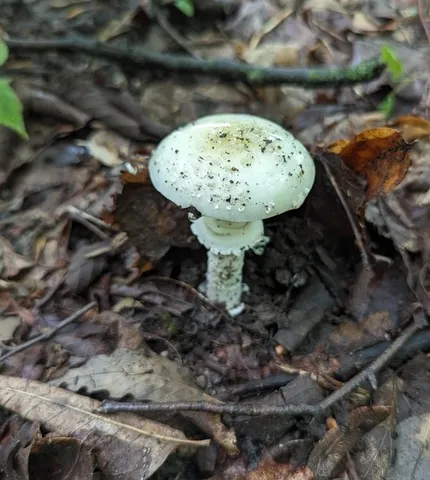 White Panther (Amanita multisquamosa)