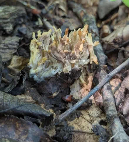 undefined (Clavulina sp-IN01)