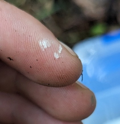 Slinder-Footed Cordyceps (Cordyceps tenuipes)