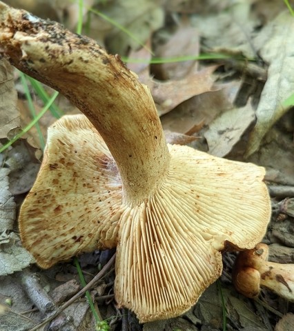 White-Banded Bitter Knight (Tricholoma amarissimum)