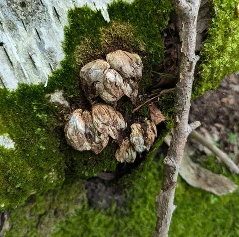 Pear-shaped Puffball (Apioperdon pyriforme)