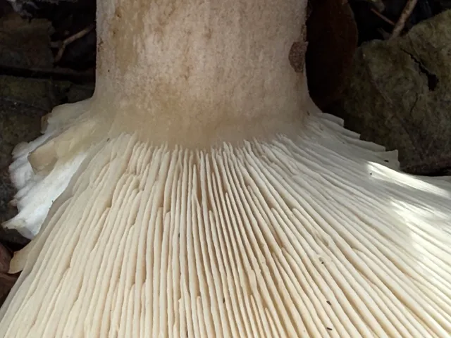 undefined (Harmajaea harperi)