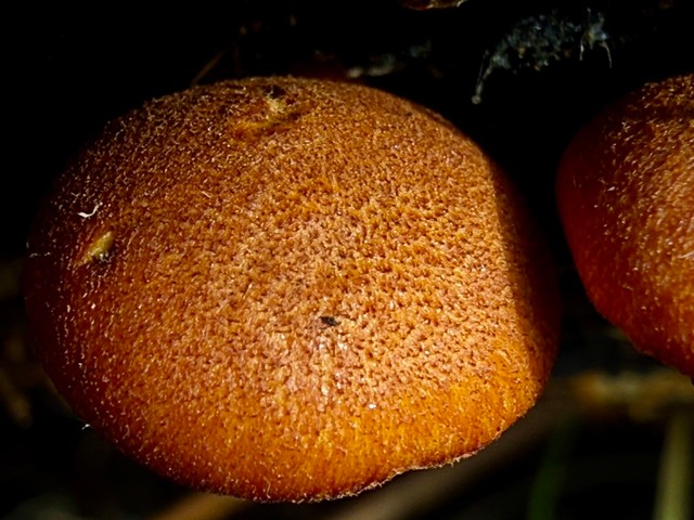 Rustgills And Gyms (Gymnopilus spp.)