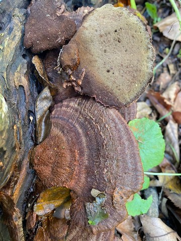 Clustered Bracket (Inonotus cuticularis)