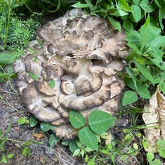 Black-staining Polypore