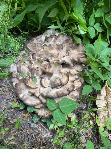 Black-staining Polypore (Meripilus sumstinei)