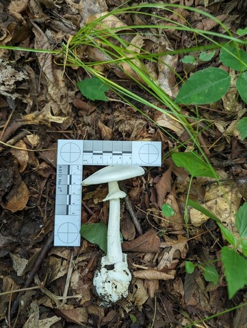 Great Felt Skirt Destroying Angel (Amanita magnivelaris)