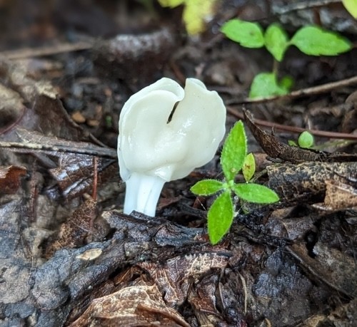 White Saddle (Helvella crispa)