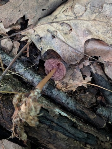 Mycena Sect. Calodontes (Calodontes)