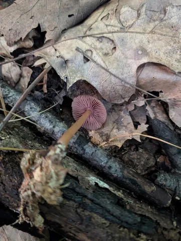 Mycena Sect. Calodontes (Calodontes)