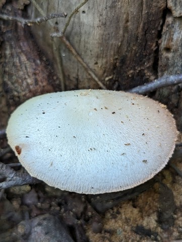 Silky Rosegill (Volvariella bombycina)