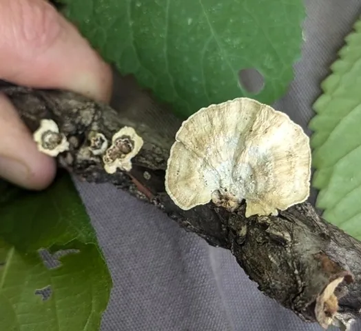 Little Nest Polypore (Trametes conchifer)