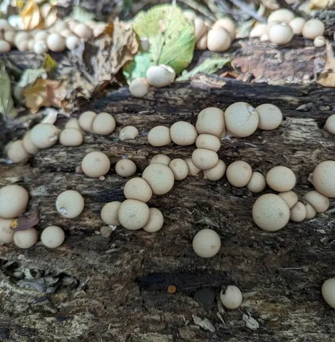 Pear-shaped Puffball (Apioperdon pyriforme)