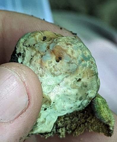 Green Cheese Polypore (Fomitopsis spraguei)