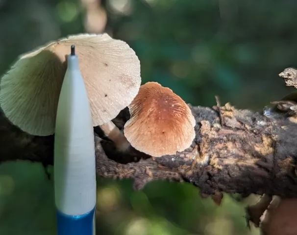 Pale Yellow Brittlestem (Candolleomyces luteopallidus)