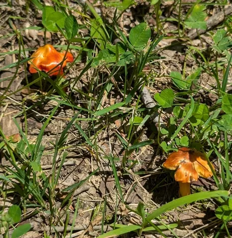 Small-Spored Sunset Waxycap (Hygrocybe acutoconica var. microspora)