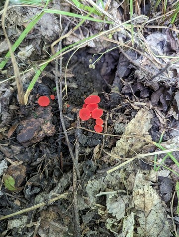 Stalked Elf Cup (Sarcoscypha occidentalis-IN03)