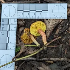 Gilled Bolete