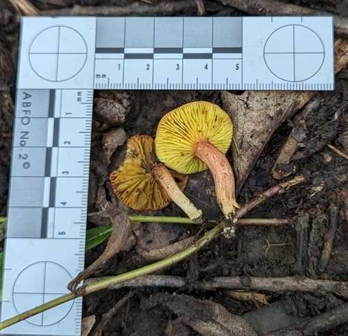 Phylloporus