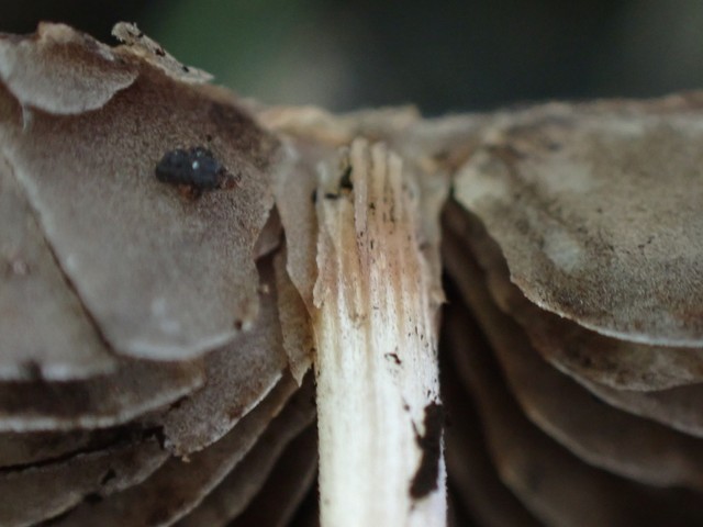 Wooly Brittlestem (Psathyrella vinosofulva)