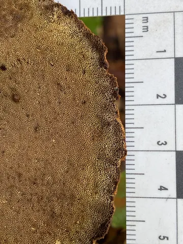 Clustered Bracket (Inonotus cuticularis)