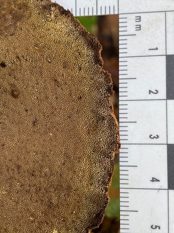 Clustered Bracket (Inonotus cuticularis)