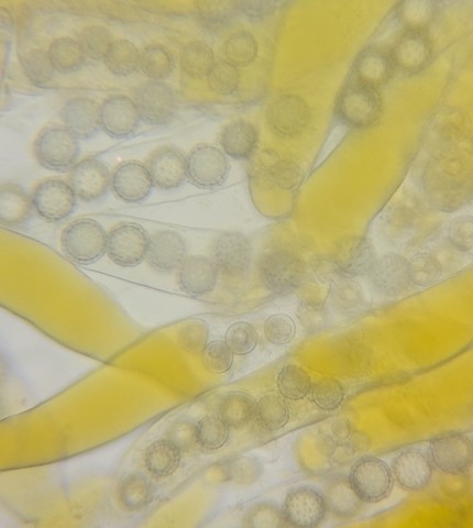 undefined (Pachyphlodes carnea)