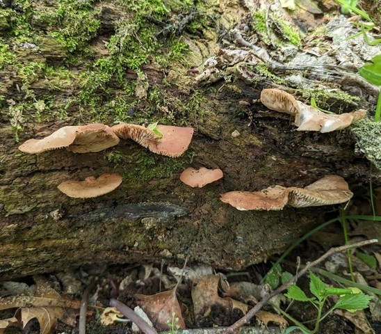 Saffron Oysterling (Crepidotus crocophyllus)