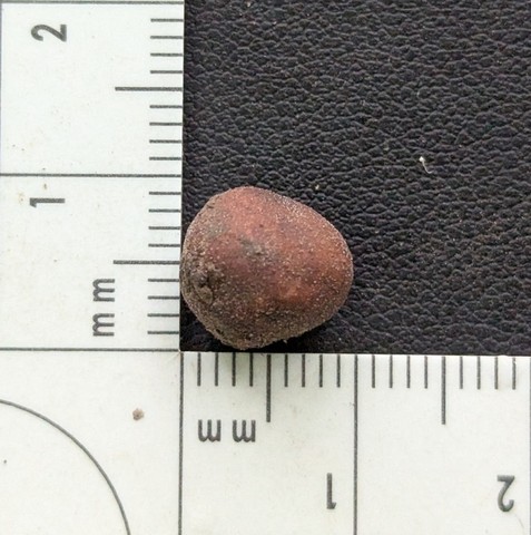 undefined (Elaphomyces sp.)