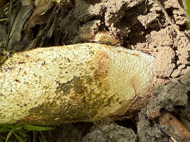 Dune Stinkhorn (Phallus hadriani)