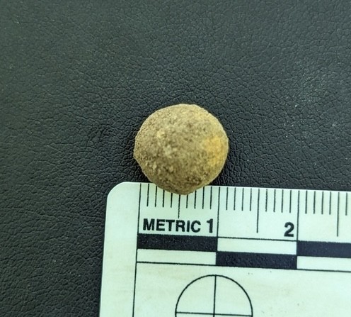 undefined (Elaphomyces sp.)