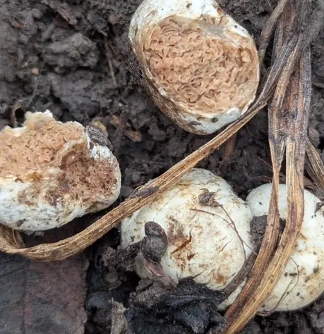 undefined (Hymenogaster spp.)
