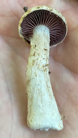 undefined (Cortinarius subpulchrifolius)