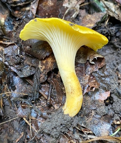 Chicago Chanterelle (Cantharellus chicagoensis)