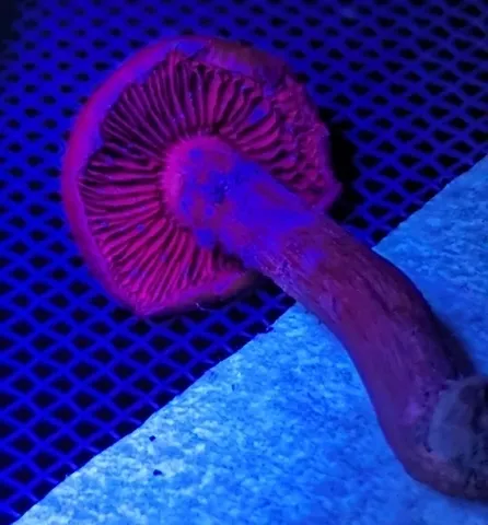 Hesler's Webcap (Cortinarius hesleri)