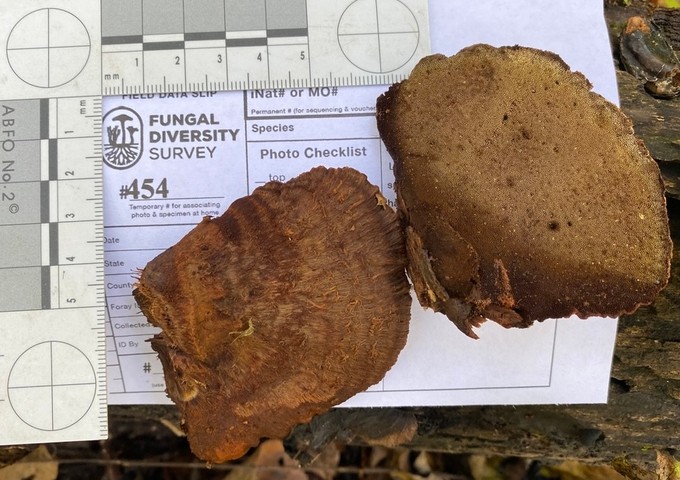 Clustered Bracket (Inonotus cuticularis)