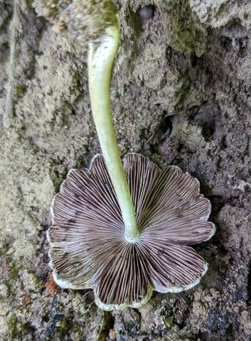 Pale Brittlestem (Candolleomyces candolleanus)