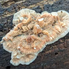 Trembling Crust