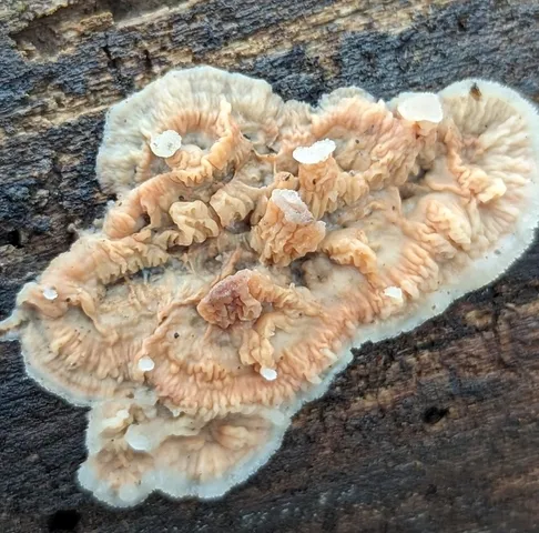 Merulius tremellosus