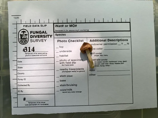 Inocybe sp-NE02