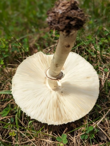 Green-spored Parasol (Chlorophyllum molybdites)