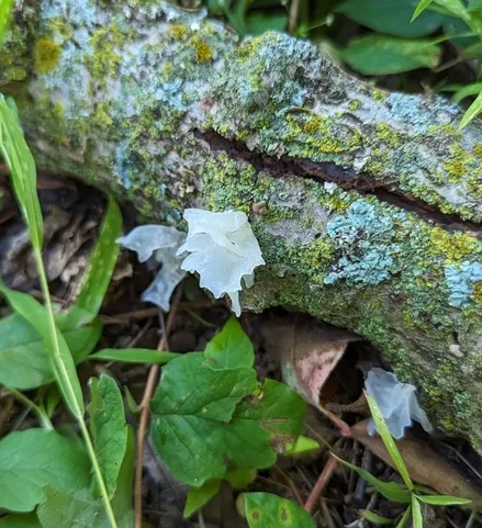 Snow Fungus (Tremella fuciformis)