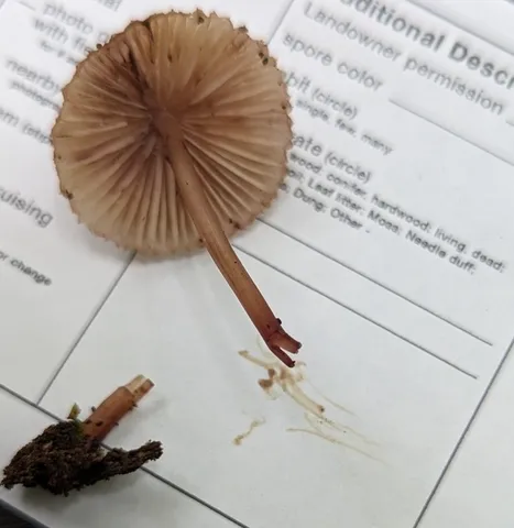 Bleeding Fairy Helmet (Mycena sp. 'haematopus-IN01')