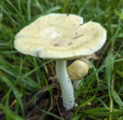 undefined (Amanita sp-IN34)