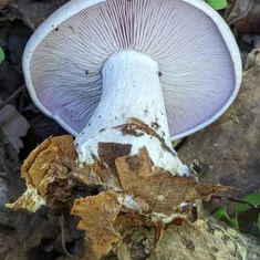 Blewit